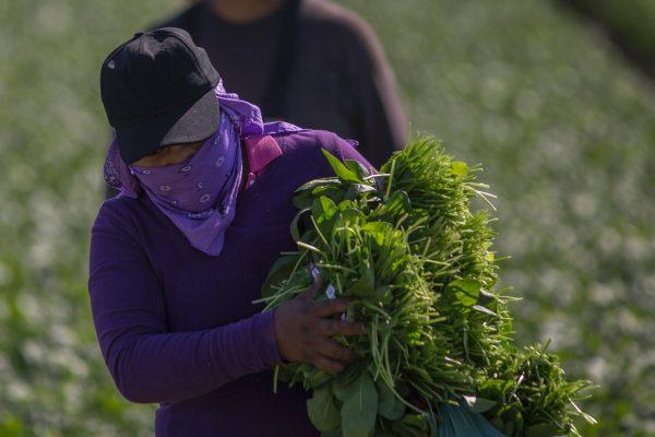 Farm workers harvest spinach in a file photo. (David McNew/AFP/Getty Images)