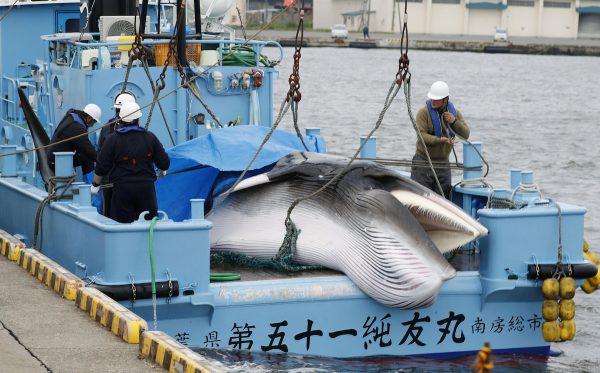 Workers prepare to unload captured Minke whale after commercial whaling at a port in Kushiro, Hokkaido Prefecture, Japan, July 1, 2019, (Kyodo/via Reuters)