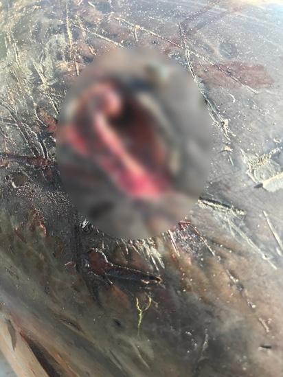 The wound in the dolphin's head caused by a spear attack in May 2019. (Florida Fish and Wildlife Conservation Commission)