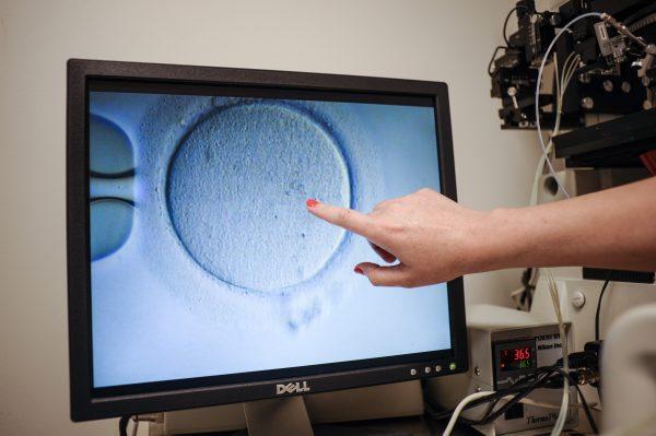 An embryologist shows an Ovocyte after it was inseminated in Virginia, the United States, on June 12, 2019. (Ivan CouronneI/AFP/Getty Images)