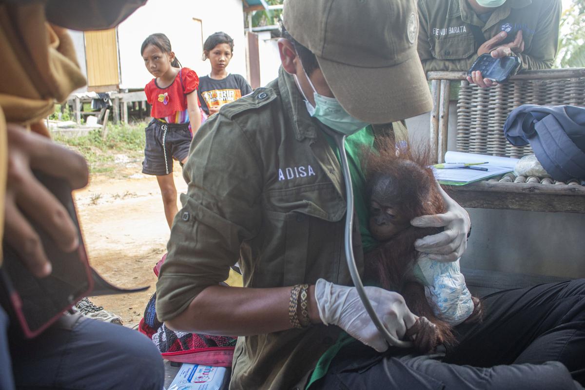 The baby orangutan, Aben with male vet Adisa. (©SWNS)