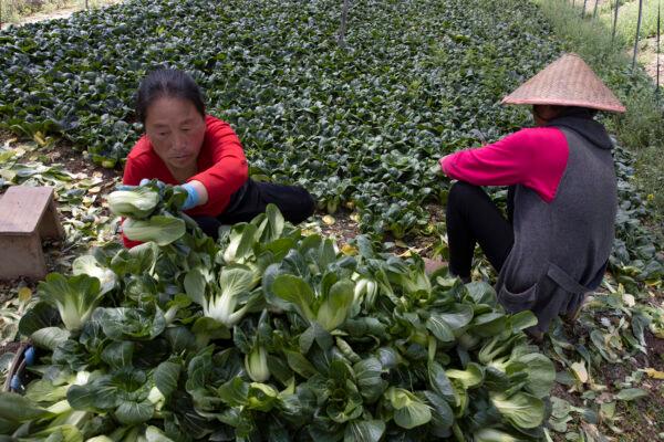 Dong Yumei (L) harvests vegetables for volunteers in the Huangpi district of Wuhan in central China's Hubei province, China, on April 6, 2020. (Ng Han Guan/AP Photo)