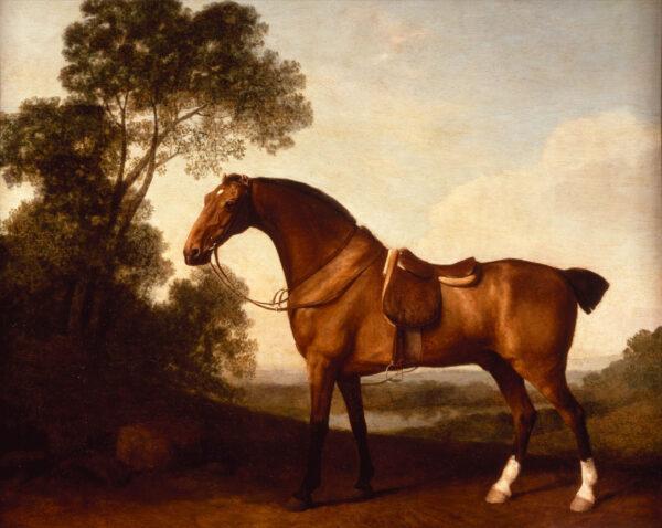 Working horses' tails are kept short for practical purposes, as in a George Stubbs painting titled "A Saddled Bay Hunter," 1786. Oil on panel; 21 3/4 inches by 27 3/4 inches. Berger Collection, Denver Art Museum. (Public Domain)