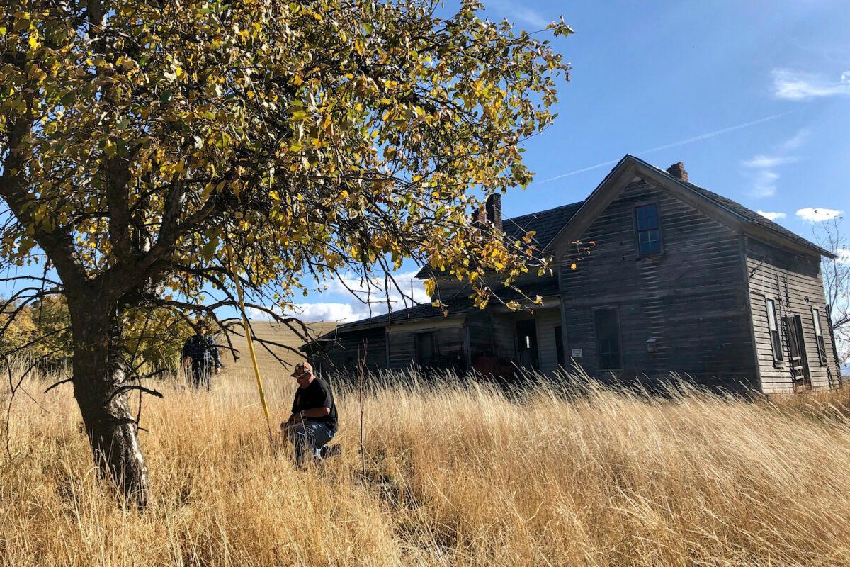Amateur botanist David Benscoter, of the Lost Apple Project, works in an orchard at an abandoned homestead near Genesee, Idaho. (AP Photo/Gillian Flaccus)