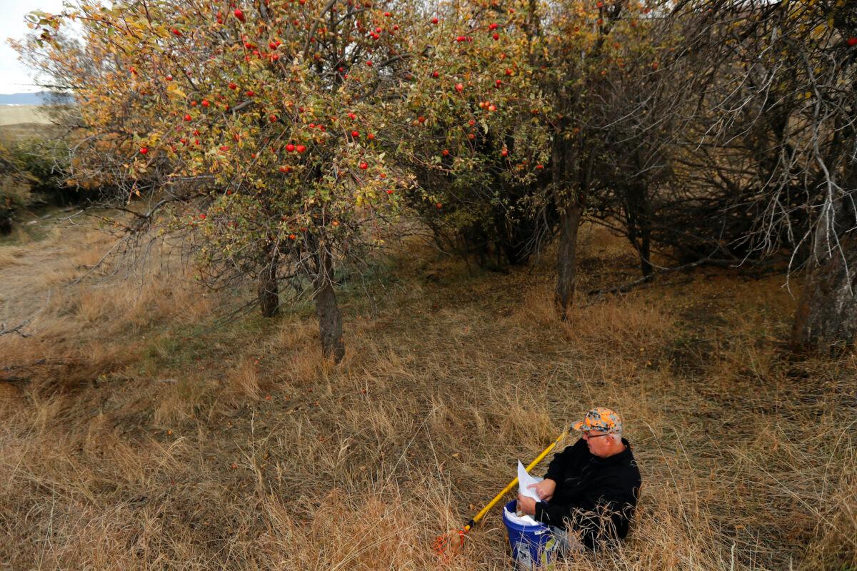 Amateur botanist David Benscoter of the Lost Apple Project works in an orchard at a remote homestead near Pullman, Wash. (AP Photo/Ted S. Warren)