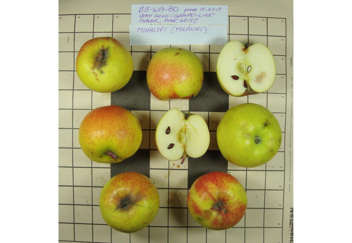 Mihalyfi apples, collected by the Lost Apple Project and identified by the Temperate Orchard Conservancy. (Joanie Cooper/Temperate Orchard Conservancy via AP)