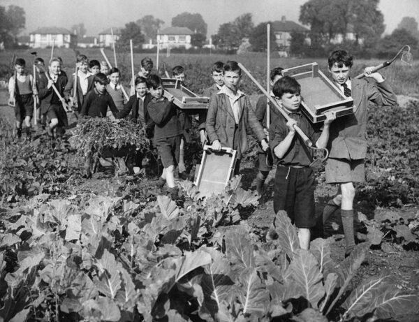 Schoolboys from the Drury Falls Council School arrive at their allotment on Oct. 9, 1941. They run a shop where they sell the produce they have cultivated. (Photo by Harry Todd/Fox Photos/Getty Images)