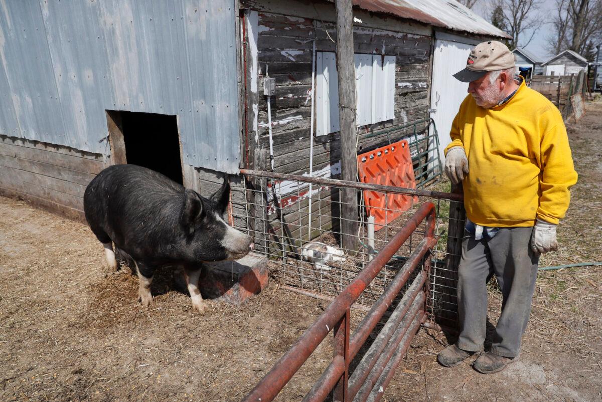Hog farmer Chris Petersen looks at a Berkshire hog in a pen on his farm, near Clear Lake, Iowa, on April 17, 2020. (Charlie Neibergall/AP Photo)