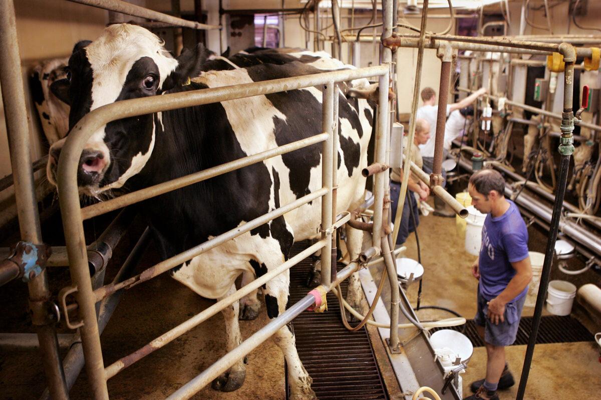 A dairy farmer milks cattle on his farm near Delavan, Wisconsin, on June 29, 2005. (Scott Olson/Getty Images)