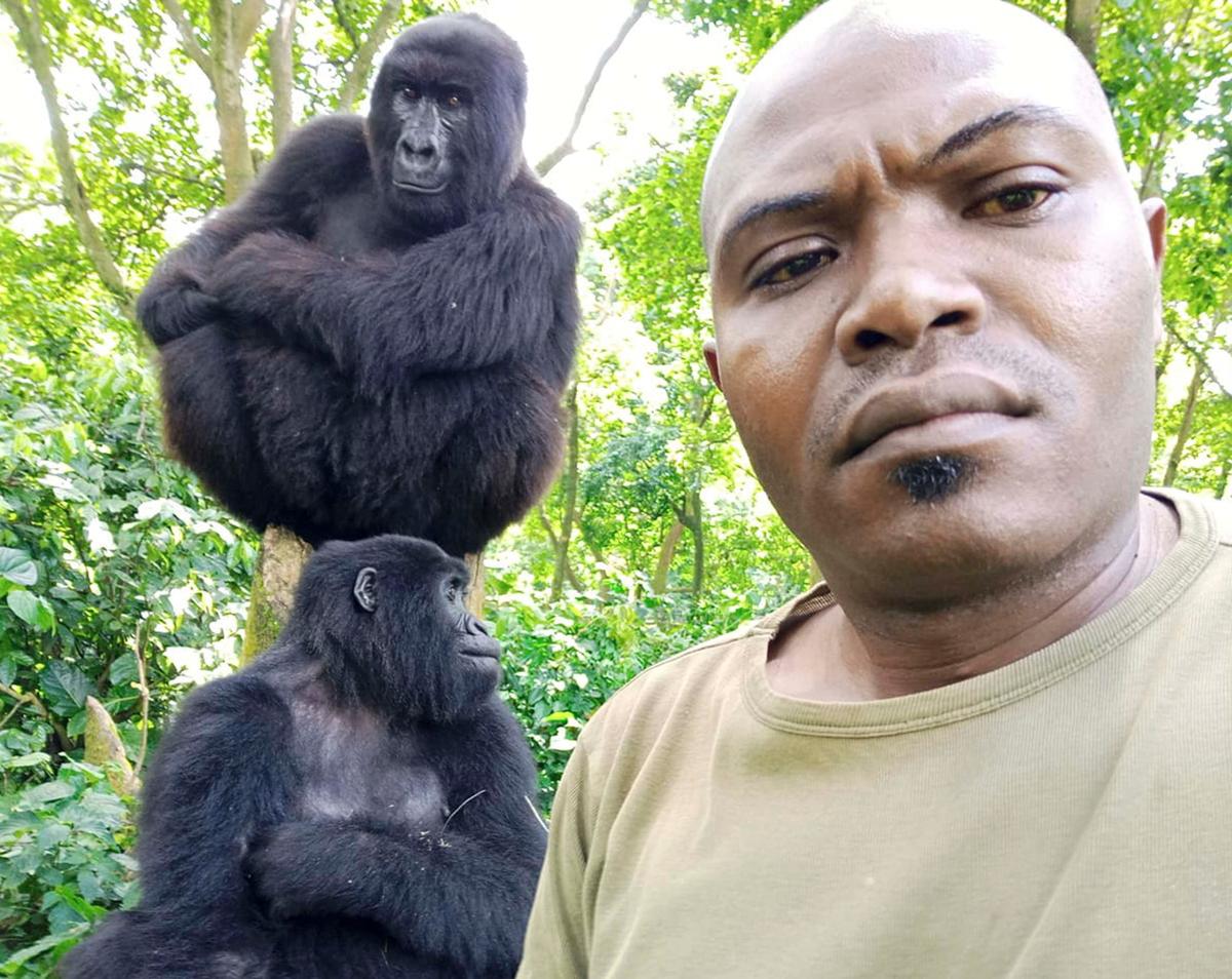 Patrick Sadiki Karabaranga takes selfies with curious orphan gorillas as part of his job as a warden in Virunga Park in Rumangabo, Democratic Republic of Congo. (Caters News)