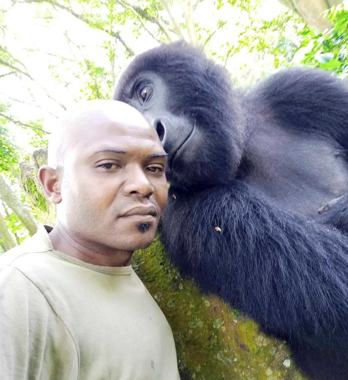 Warden Patrick Sadiki Karabaranga with a friendly mountain gorilla. (Caters News)