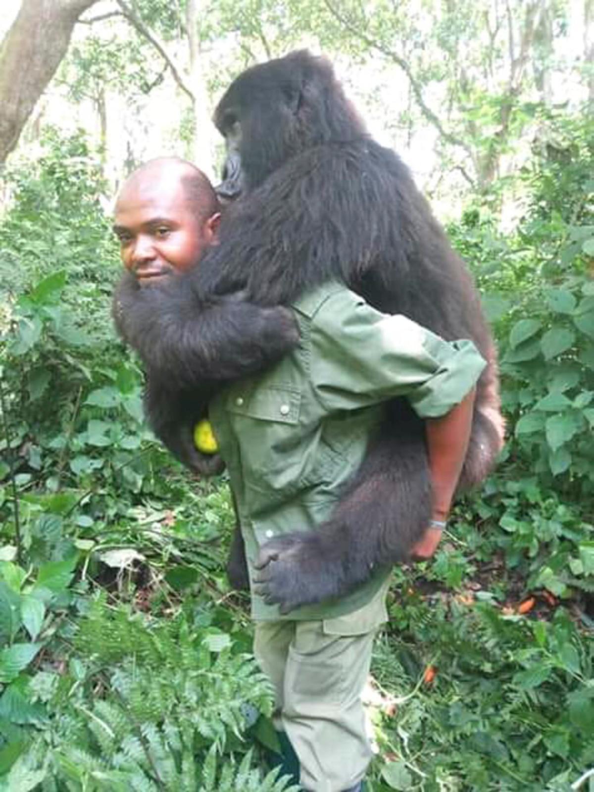 Warden Patrick Sadiki Karabaranga piggy-backing a mountain gorilla. (Caters News)