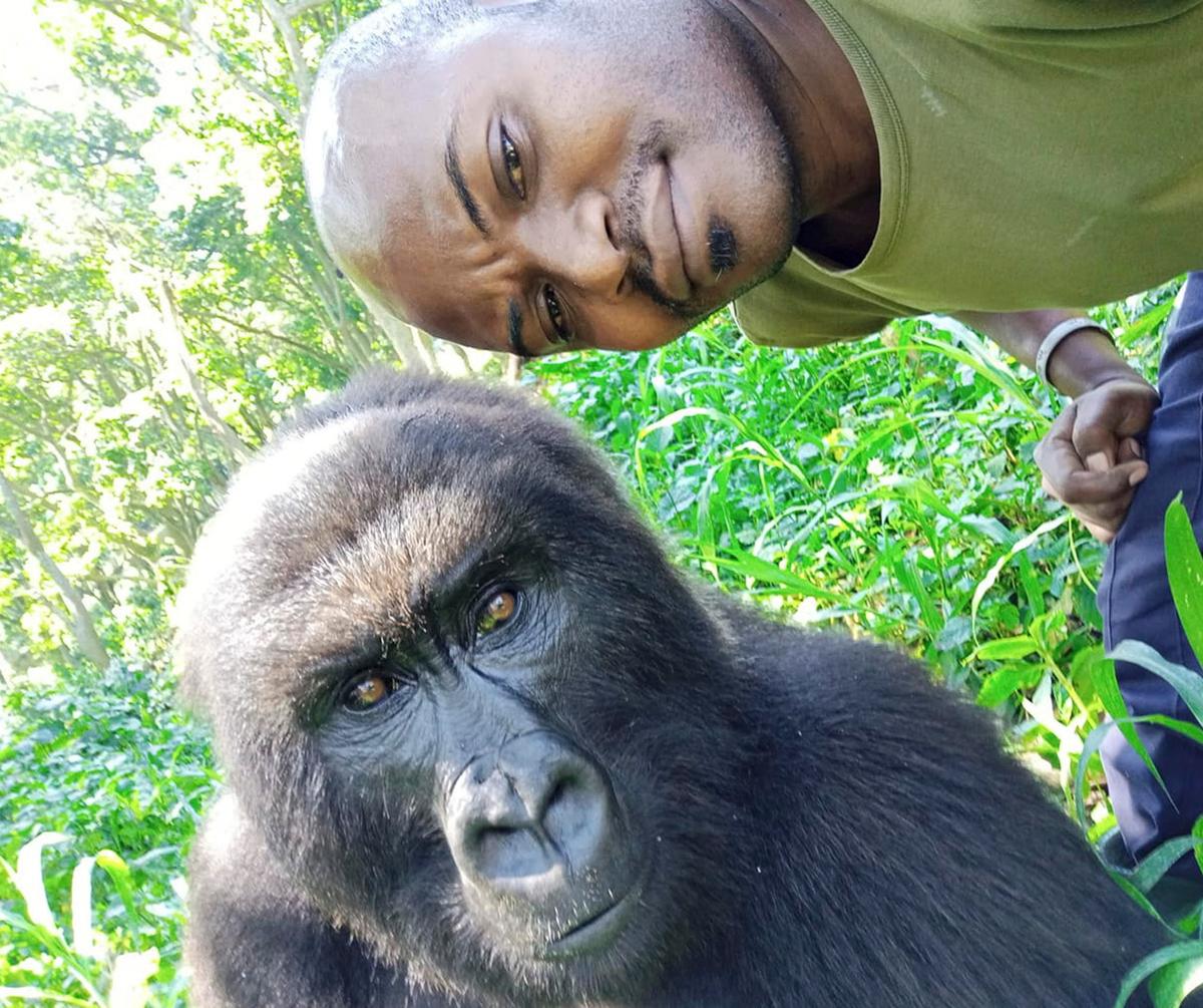 The warden at Virunga National Park in Rumangabo has been taking care of these orphaned mountain gorillas for over a decade. Here, one gorilla peers curiously into the camera from a short distance away. (Caters News)
