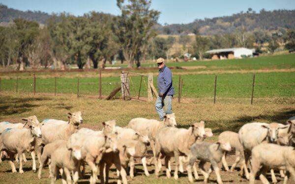 This photo taken shows Australian farmer Kevin Tongue herding sheep near the rural city of Tamworth, Australia, on May 4, 2020. (Peter Parks/AFP via Getty Images)