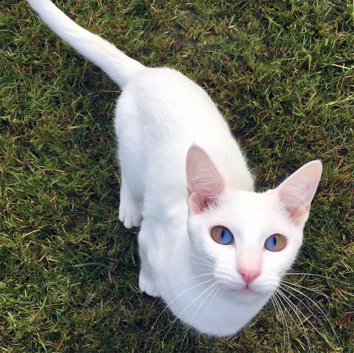 Olive has a condition called sectoral heterochromia, where her eyes are divided into blue and yellow hemispheres. (Caters News)