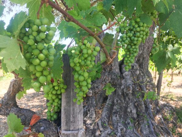 Grapes grow in the vineyard on the property. (Ilene Eng/The Epoch Times)