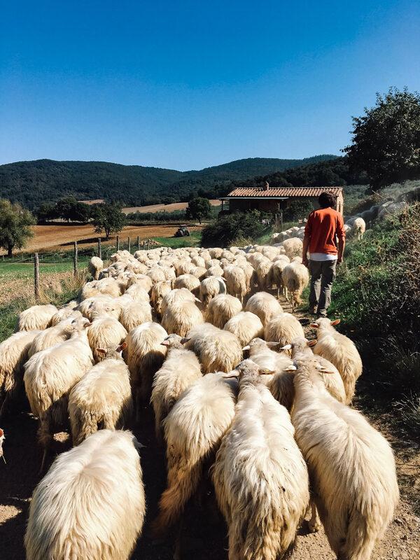 Sheep at Podere Paugnano, a family-run organic sheep farm in Radicondoli, Tuscany where the author learned to make ricotta. The farm produces incredibile raw pecorino cheese, and ricotta from the leftover whey. (Photo by Giulia Scarpaleggia)