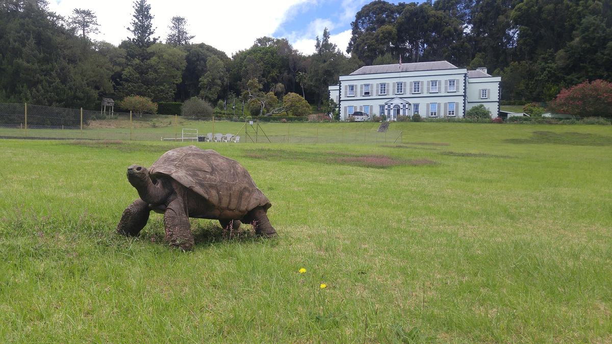 Tortoise Jonathan at Plantation House in Saint Helena in March 2020. (Kevstan/CC BY-SA 4.0)