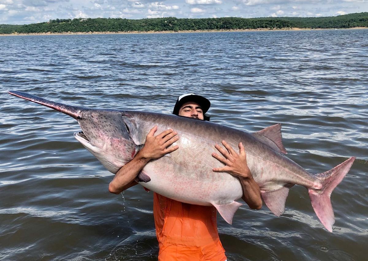 Erick Hernandez was fishing in Keystone Lake on Saturday when he landed the 138.3-pound female paddlefish. (Courtesy of Oklahoma Department of Wildlife Conservation/KFOR)
