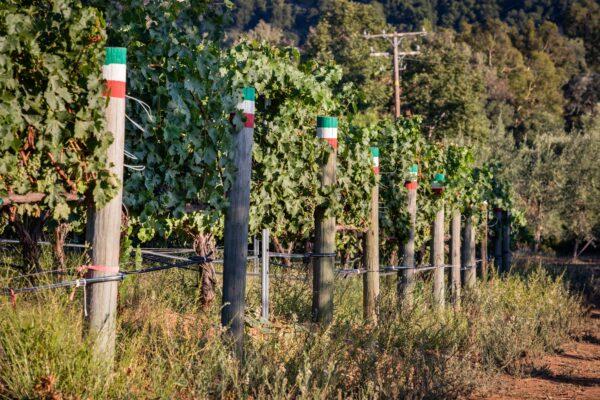 A Temecula Valley vineyard on July 25, 2020. (John Fredricks/The Epoch Times)