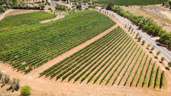 An aerial view of a Temecula Valley vineyard on July 25, 2020. (John Fredricks/The Epoch Times)