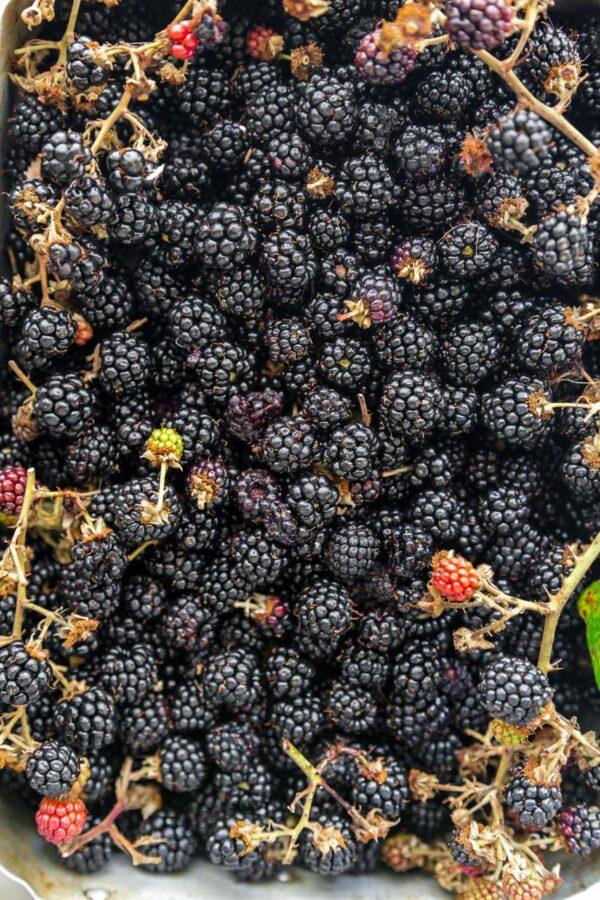 Freshly picked blackberries.