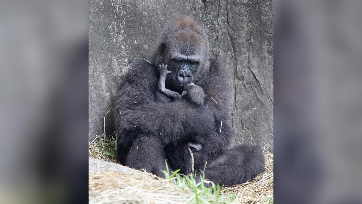 The critically endangered western lowland gorilla named Tumani with her newborn baby at the Audobon Zoo. The baby gorilla died just six days after birth. (Courtesy of Audubon Nature Institute)