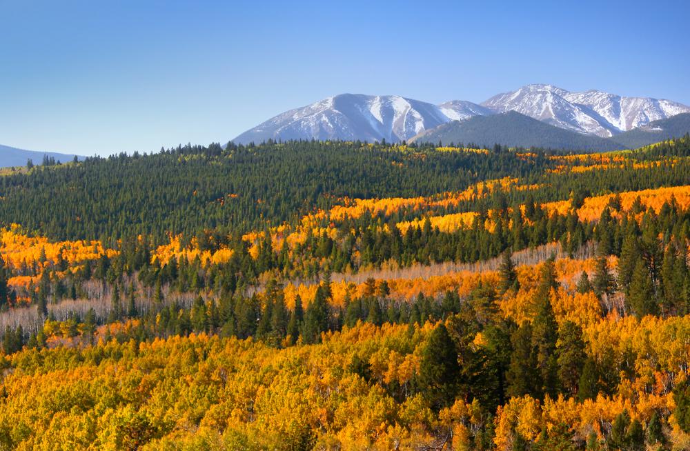 Colorful aspens in the Rocky Mountains of Colorado. (SNEHIT PHOTO/Shutterstock)