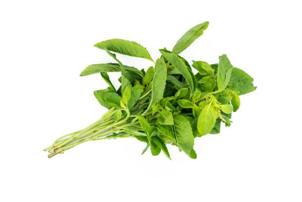 Holy basil leaves grow from green, hairy stems, with a more rounded shape and a clearly toothed edge. It has a sharp and peppery flavor, with hints of lemon. (Infinity T29/Shutterstock)