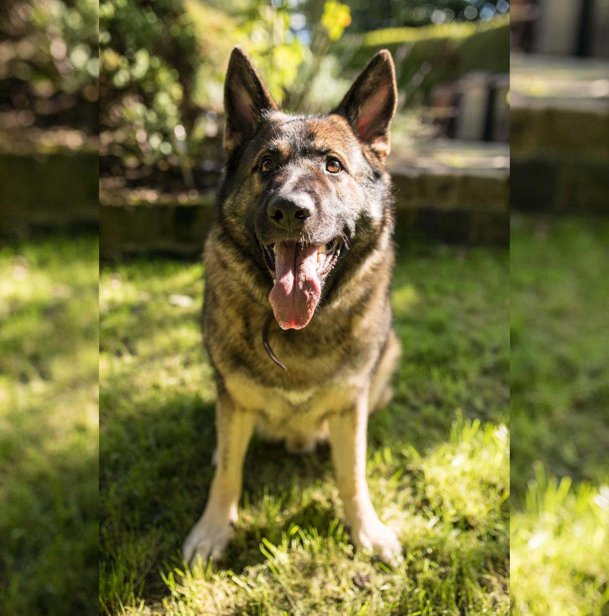 Rico the 3-year-old German shepherd. (Caters News)