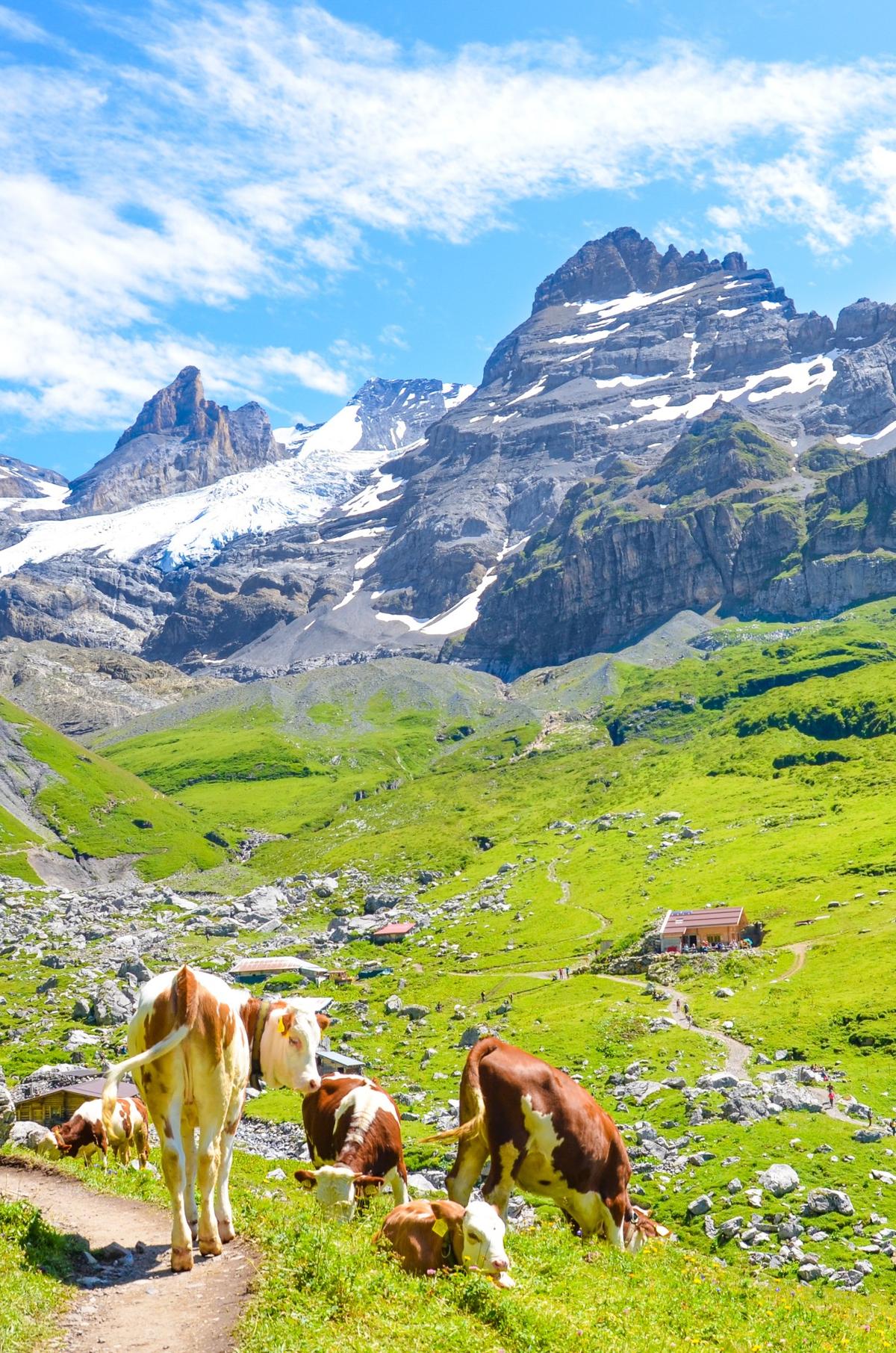 Swiss cows graze on lush Alpine pastures. (Von Petr Pohudka)
