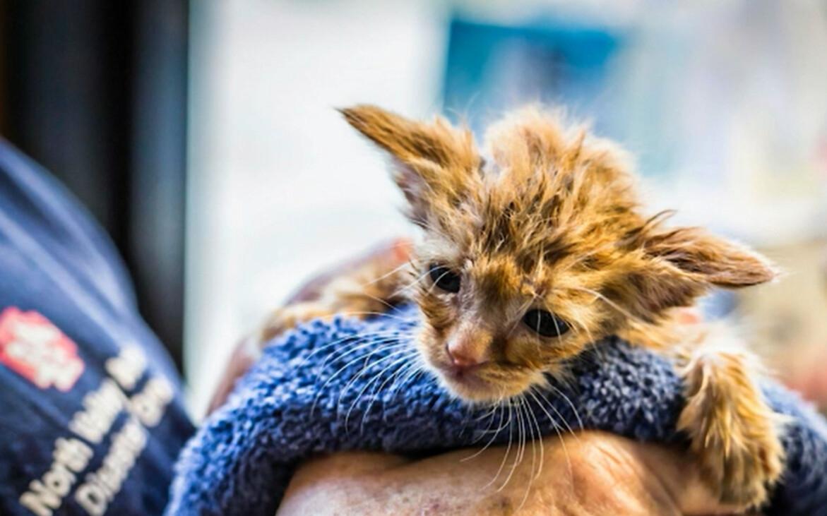 A kitten that looks like Baby Yoda from Star Wars saved from the California wildfires (Courtesy of B Davis/IFAW)