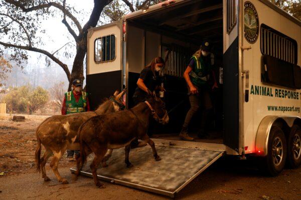 Jessie Whitman with Napa Valley Equine, center, and Dr. Claudia Sonder with the Napa Valley Community Animal Response Team (CART), right, evacuate two donkeys from the Deer Park neighborhood during the Glass Incident Fire in St. Helena, Calif., on Sept. 28, 2020. (Stephen Lam/Reuters)