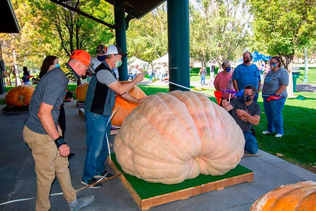 Officials measuring a giant pumpkin at the 16th Annual UGPG Thanksgiving Point Weigh-Off on Saturday, Sept. 26, 2020, in Lehi, Utah. The Utah Giant Pumpkin Growers has recorded eight pumpkins in Utah this year weighing over 1,000 pounds (approx. 454 kg), setting a state record. The first-place pumpkin on Saturday weighed an incredible 1,825 pounds (approx. 828 kg). (Ryann Seamons via AP)