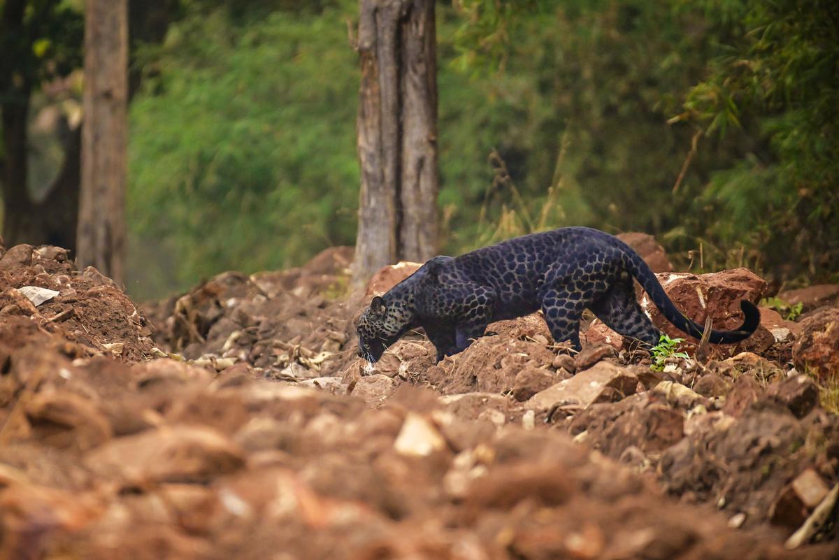 “I waited there for about five minutes and heard calling of sambar deer and on the other side when suddenly the guide shouted 'Blacky! Blacky!' It was black leopard.” (Caters News)