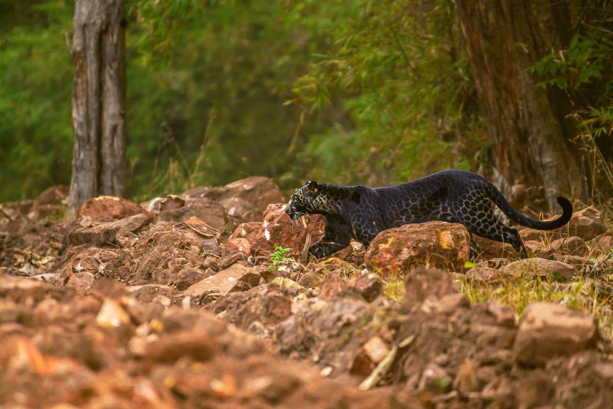 The rare leopard appears out of the wilderness. (Caters News)