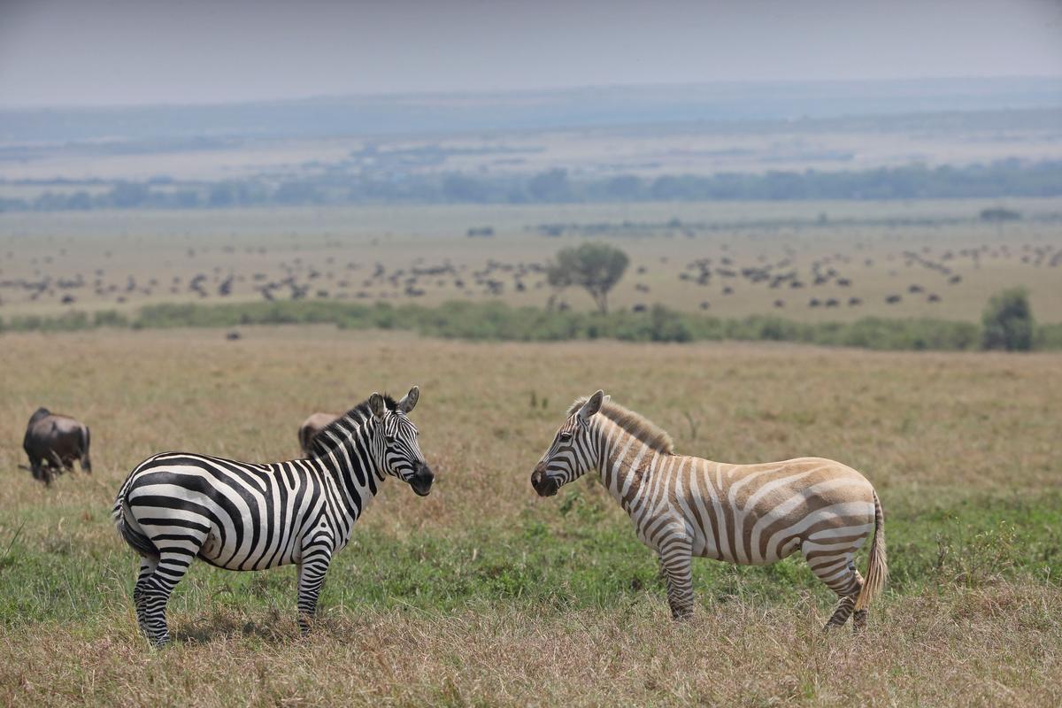 These incredible images show an extremely rare white zebra grazing in the African savanna. They were captured by retired teachers, Laurent Renaud, 61, and Dominique Haution, 62, in Kenya's Masai Mara National Park. (Caters News)