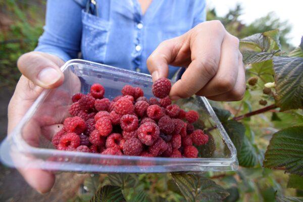 Raspberries are pictured as they are being harvested at a local farm near Chillan, Chile March 13, 2020. Picture taken March 13, 2020. (REUTERS/Jose Luis Saavedra)