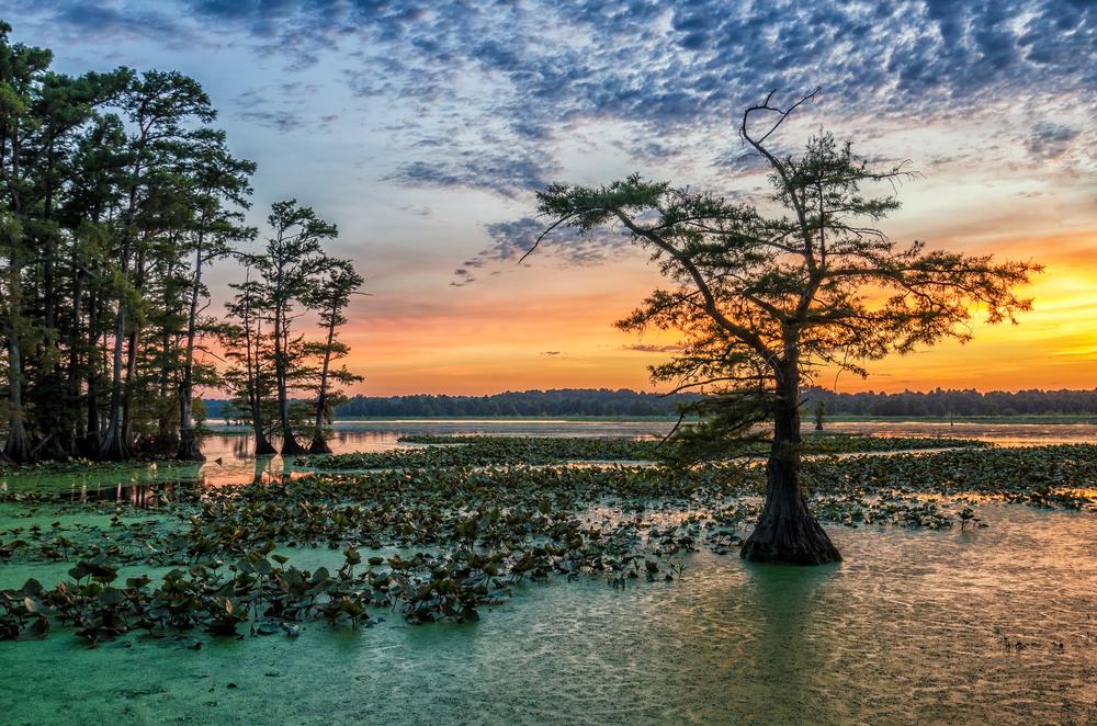 Reelfoot Lake National Wildlife Refuge, Tennessee. (Anthony Heflin/Shutterstock)