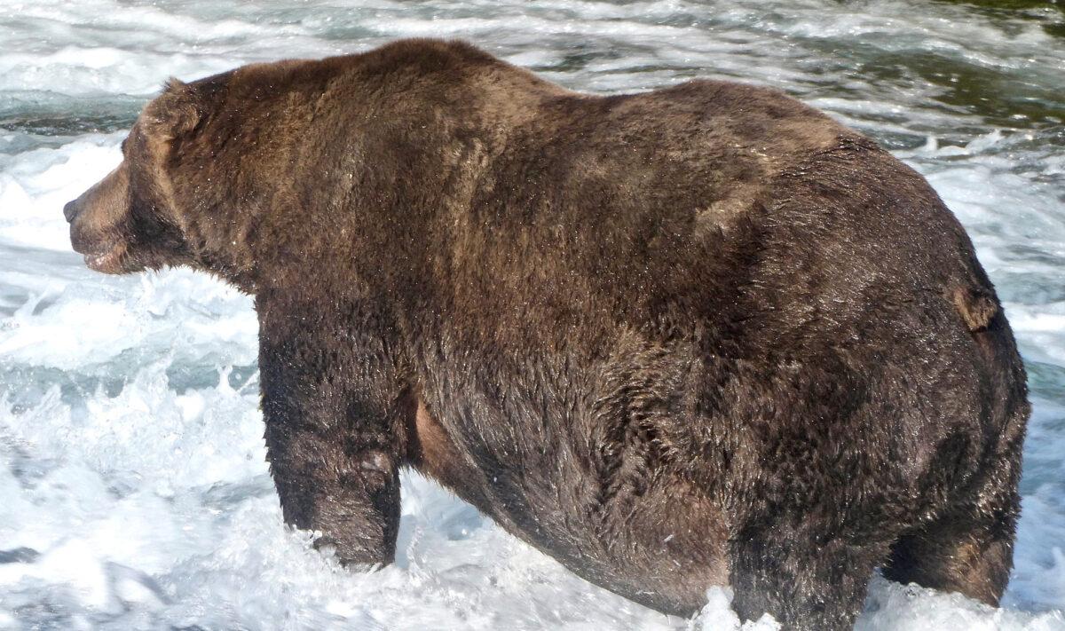 A brown bear stands in a river hunting for salmon to fatten up before hibernation at Katmai National Park and Preserve in Alaska, on Sept. 20, 2020. (Courtesy of U.S. National Park Service/ Handout via Reuters)
