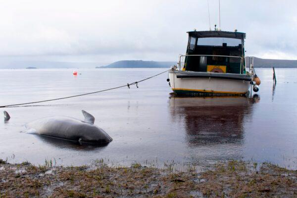 A pilot whale, one of at least 380 stranded that have died, is seen washed up in Macquarie Harbour on Tasmania's west coast on Sept. 24, 2020. (Mell Chun /AFP via Getty Images)