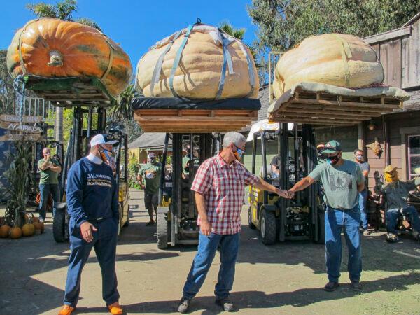 Travis Gienger (L), Steve Daletas (C), and Jose Ceja (R) are the top three winners of this year's  Safeway World Championship Pumpkin Weigh-Off in Half Moon Bay, Calif., on Oct. 12, 2020. (Ilene Eng/The Epoch Times)