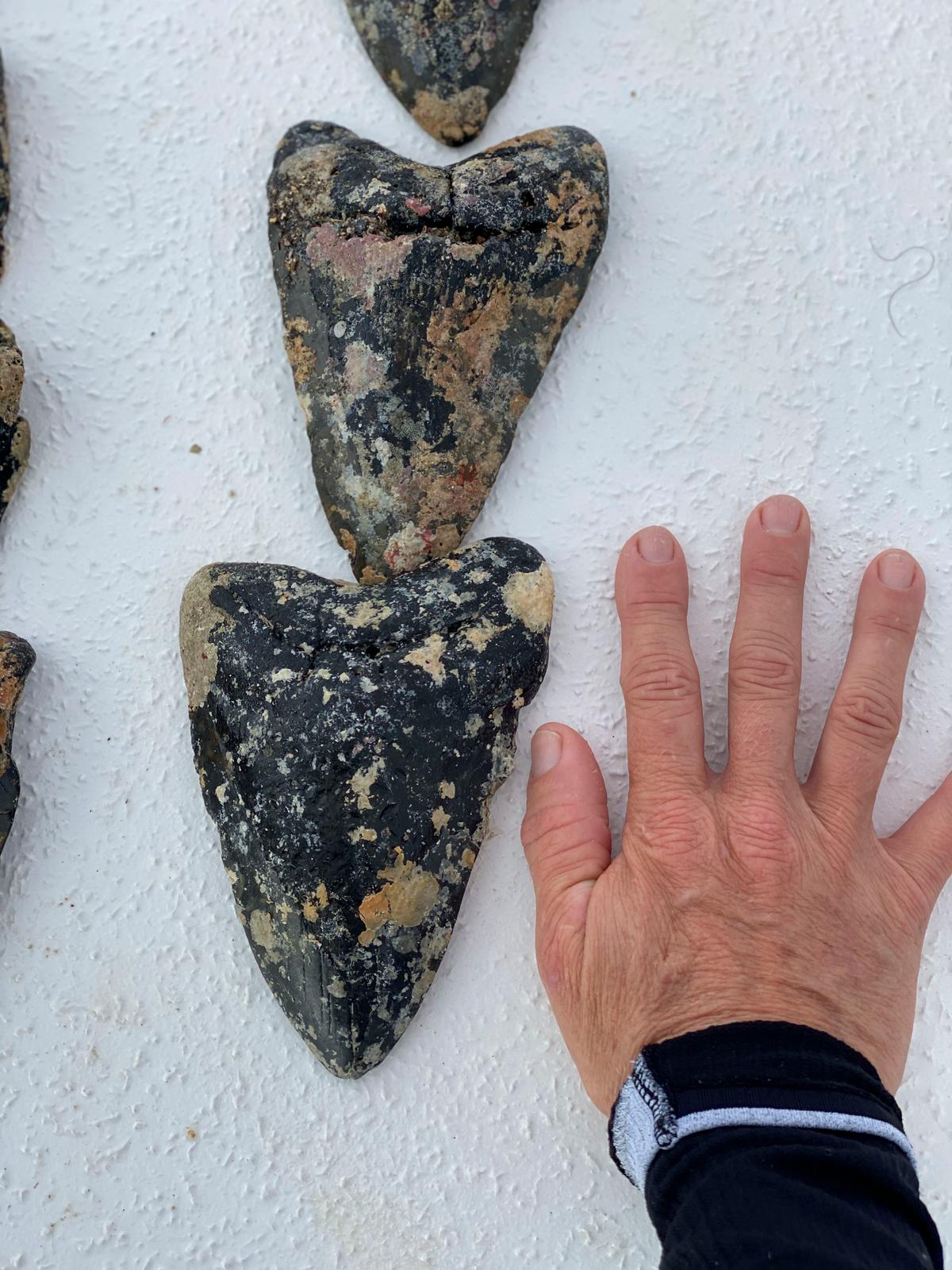 The megalodon teeth that Terri found; hand for scale. (Caters News)