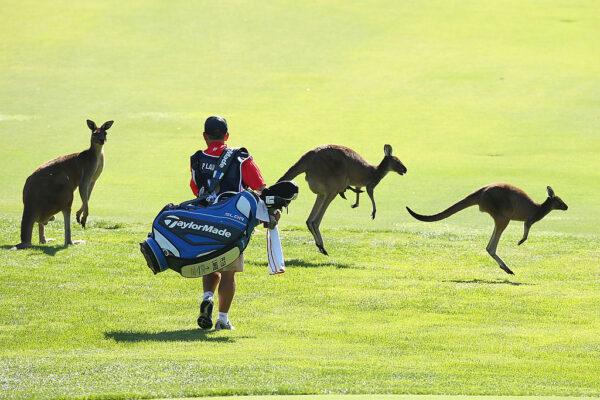Kangaroos are a common sight in Australia, with their populations in their millions Lake Karrinyup Country Club on October 17, 2013 in Perth, Australia. (Paul Kane/Getty Images)