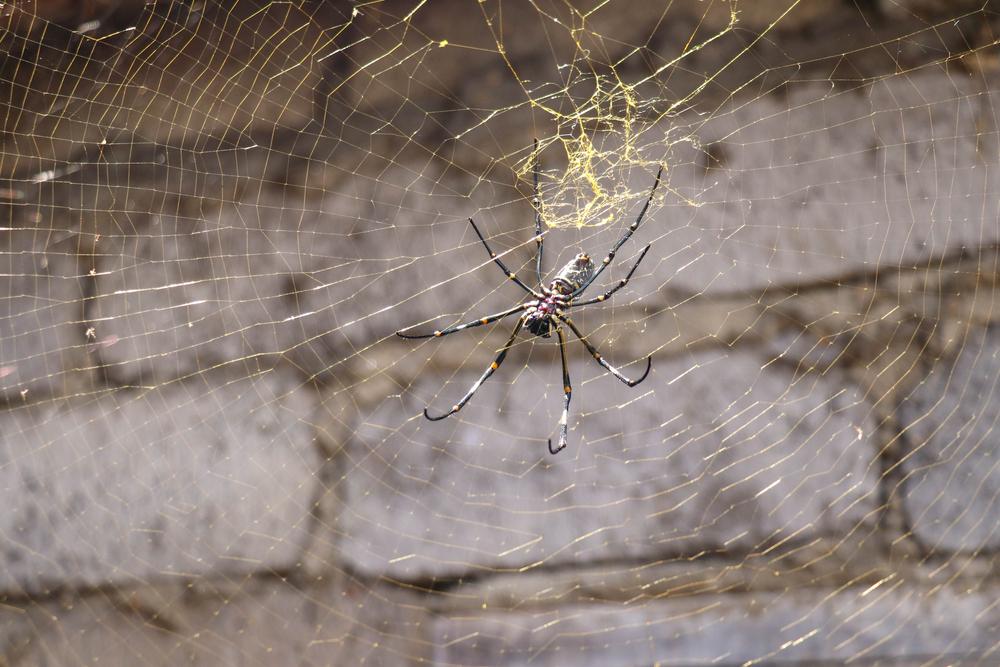 The golden orb-weaving spider. (Sanatana/Shutterstock)
