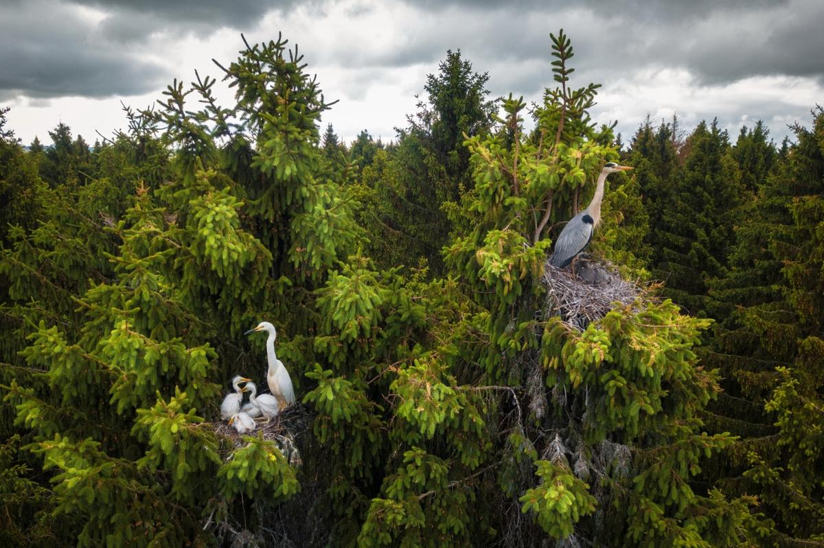"Where Herons Live." (Courtesy of Dmitrii Viliunov/Siena Drone Photo Awards 2020)