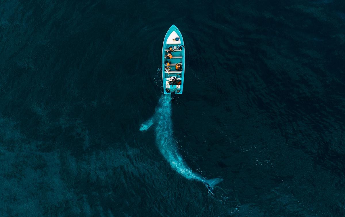 "Gray Whale Plays Pushing Tourists." (Courtesy of Joseph Cheires/Siena Drone Photo Awards 2020)