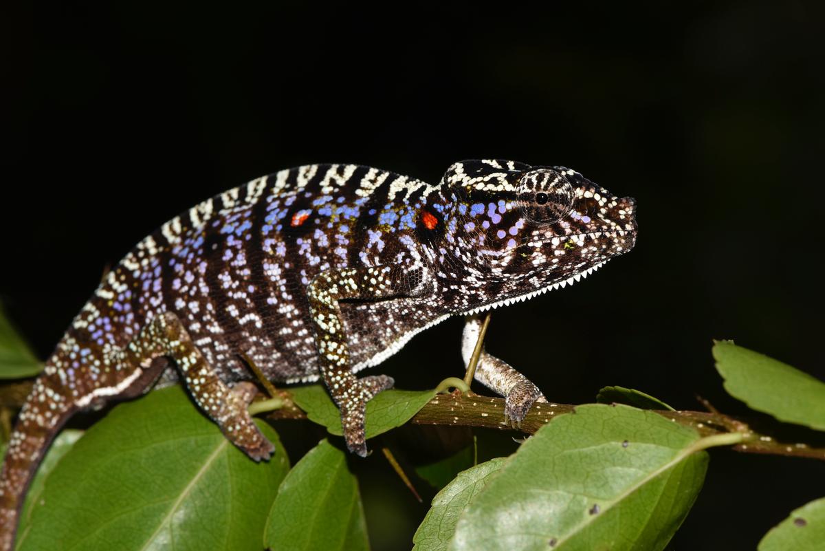 A Voeltzkow chameleon in Madagascar. (SNSB/Frank Glaw via AP)