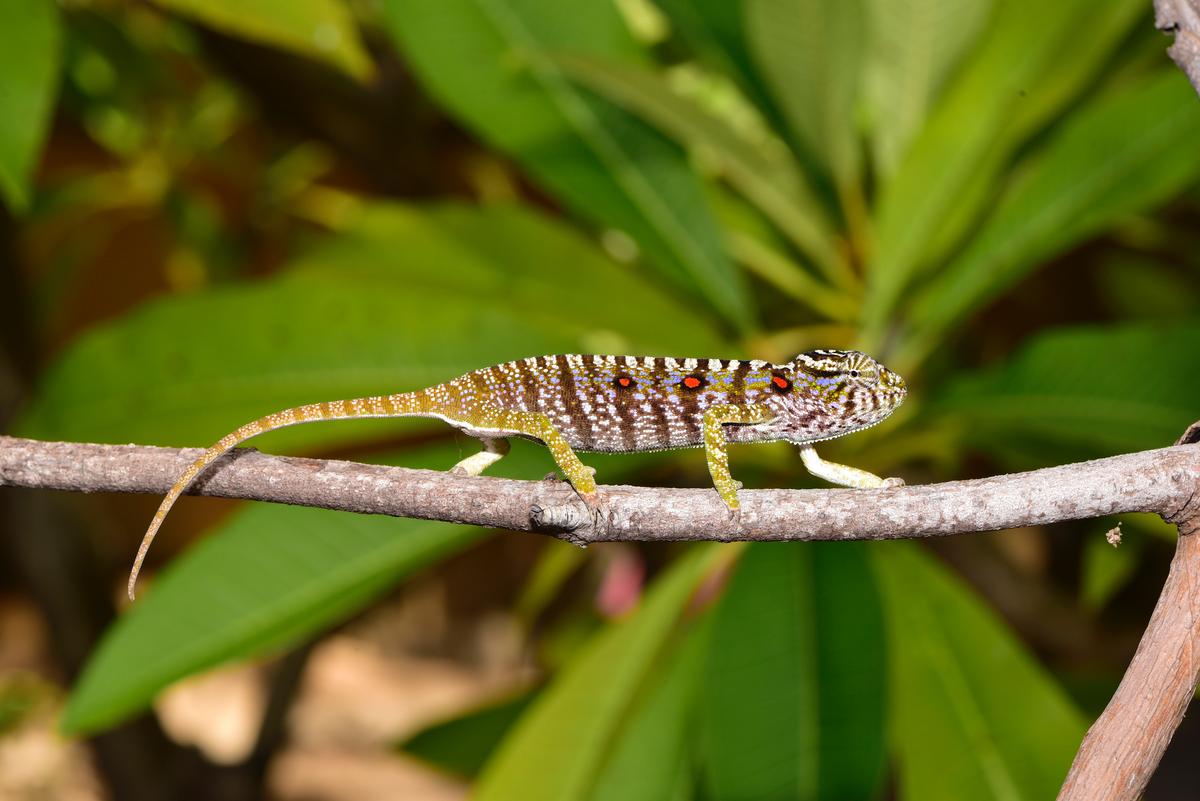 A female Voeltzkow chameleon spotted in Madagascar on April 1, 2018. (SNSB/Frank Glaw via AP)