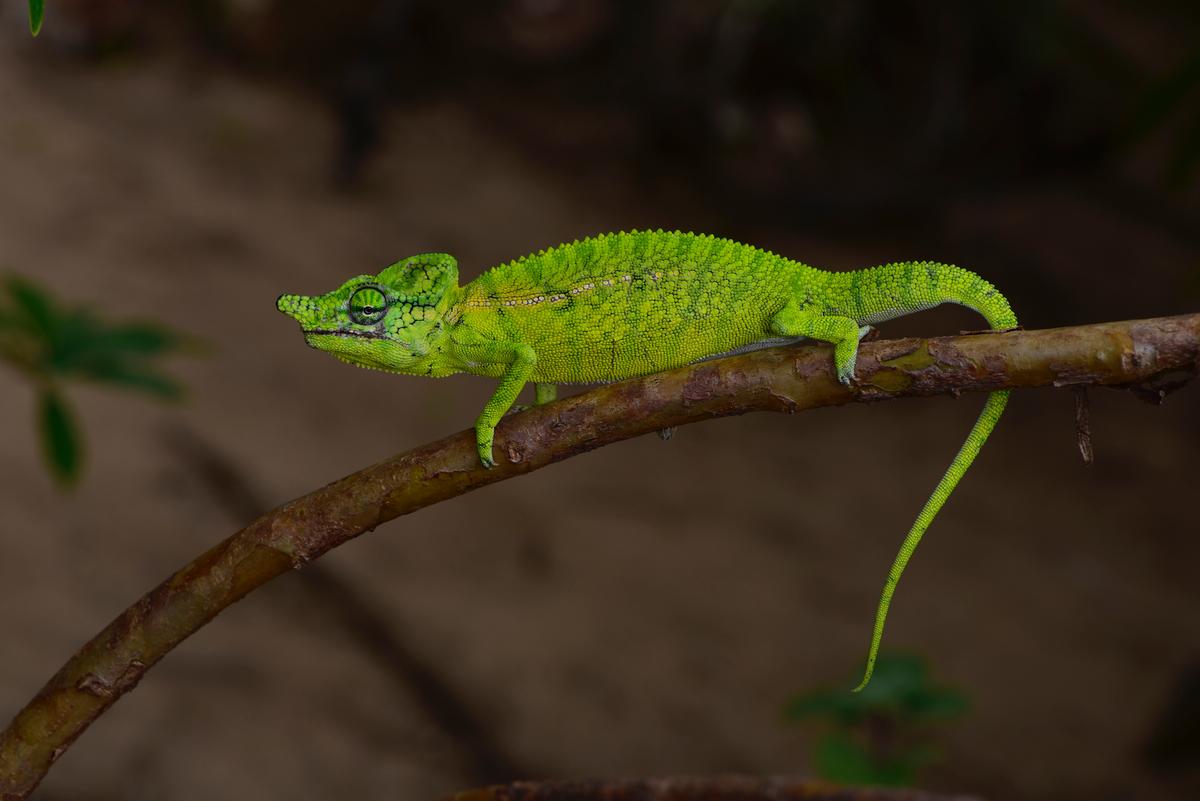 A male Voeltzkow chameleon spotted in Madagascar on March 31, 2018. (SNSB/Kathrin Glaw via AP)